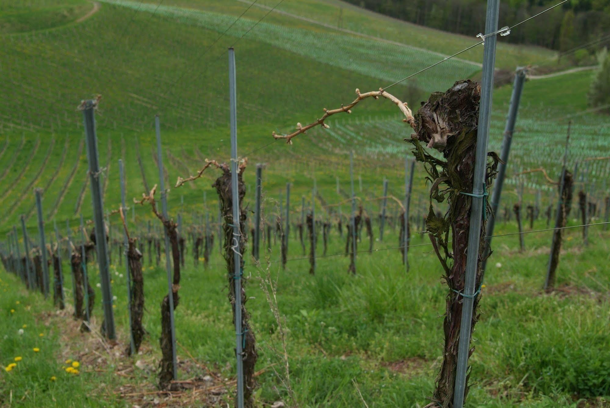 Weingut Primus Suedsteiermark Spielfeld Eksteriør billede